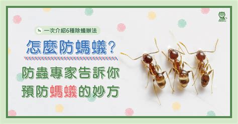 好多螞蟻|怎麼防螞蟻？螞蟻大軍怕什麼？居家螞蟻防治專家告訴。